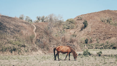 View of horse on field