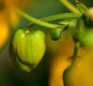 Close-up of lemon growing on plant