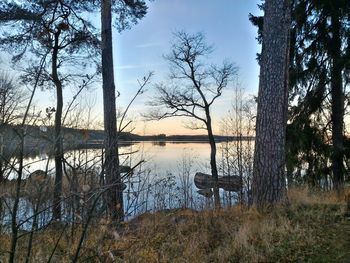 Reflection of bare trees in lake