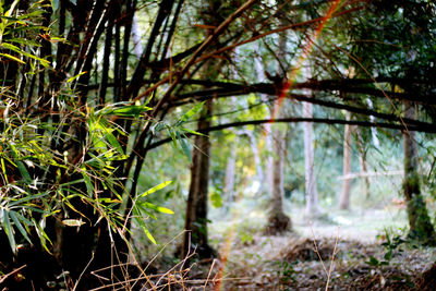 Trees in forest
