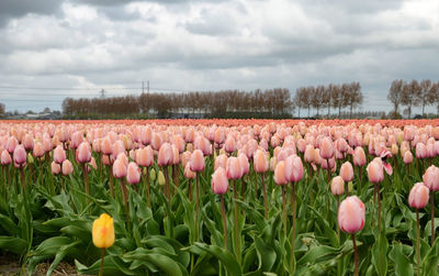 Close-up of flowering plants on field against sky