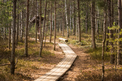 A wooden footpath in an early spring swamp