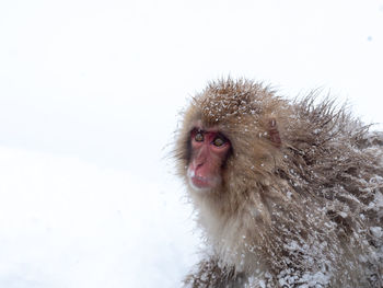 Close-up of a monkey in snow