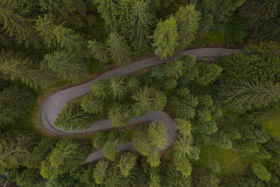 Directly above shot of road amidst trees in forest