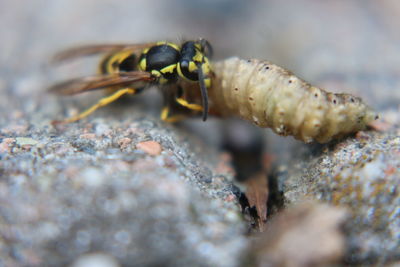 Close-up of insect on rock wasp yellow jacket eating maggott