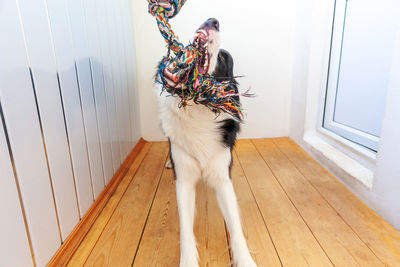 View of dog standing on hardwood floor