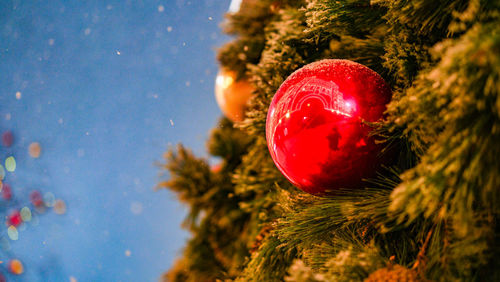 Close-up of christmas tree