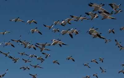 Low angle view of birds flying against clear sky