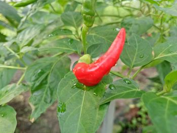 Close-up of red chili peppers on plant