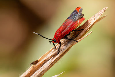 Close-up of butterfly on plant