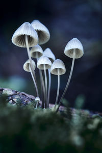 Close-up of mushrooms growing on land