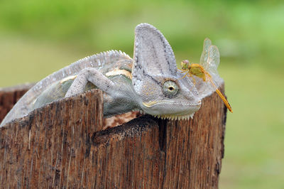Close-up of lizard