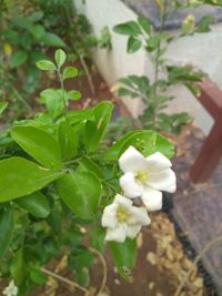 Close-up of white flowering plant