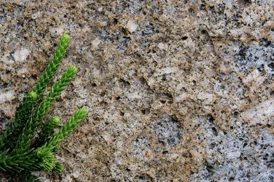 High angle view of plant growing on field