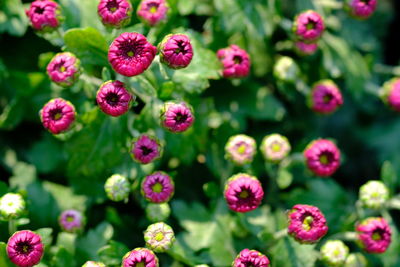 Close-up of pink flowering plants