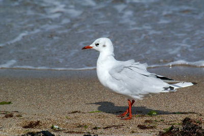 Close-up of seagull perching on land