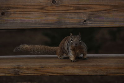 Close-up of squirrel on wood