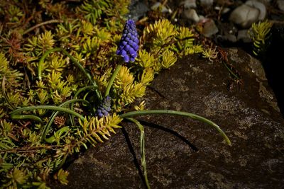 Close up of purple flowers