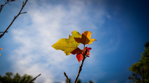 Low angle view of maple leaves against sky