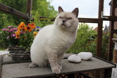 Cat looking away in yard