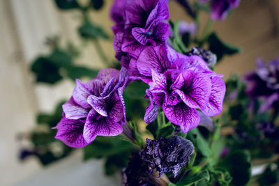 Close-up of purple flowering plant