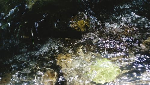 High angle view of jellyfish swimming in sea