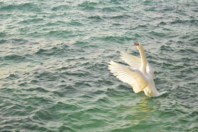 Swan swimming in sea