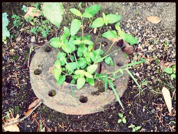 Plants growing on a tree