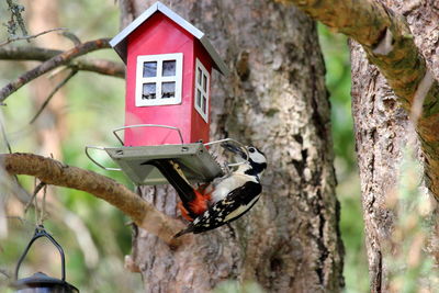 Close-up of birdhouse on tree trunk