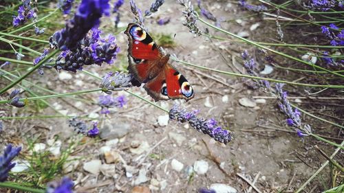 Close-up of butterfly perching on purple flower