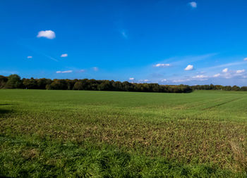 Scenic view of grassy field against sky