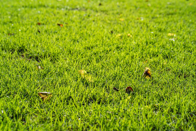 View of birds on land