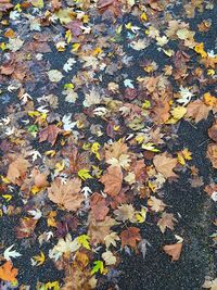 High angle view of maple leaves on fallen tree