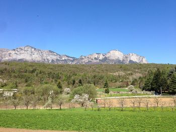 Scenic view of field against clear blue sky
