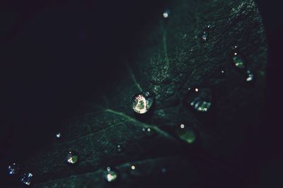 Close-up of leaves on water