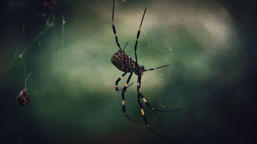 Close-up of spider on web