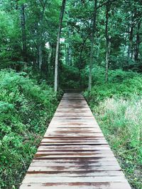 View of footbridge in forest