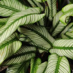 Close-up of palm leaves calathea white star