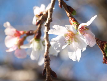 Close-up of cherry blossom growing on tree