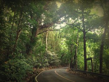 Road passing through forest