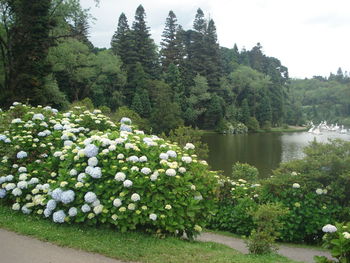 White flowers in pond