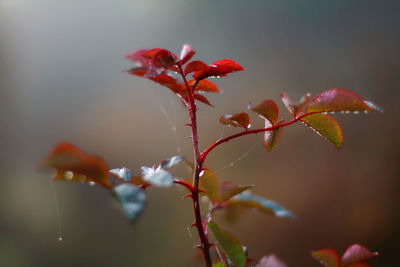 Close-up of red flowering plant