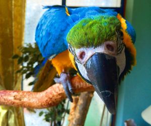 Close-up of parrot in cage