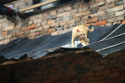 The cat sitting on the beam