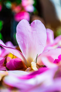 Close-up of pink crocus flower