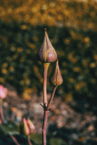 Close-up of wilted flower on tree