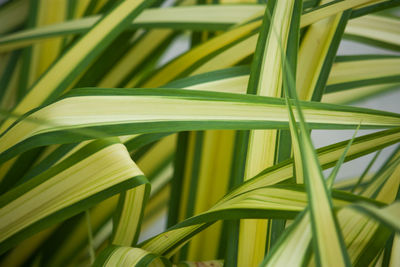 Full frame shot of palm leaf