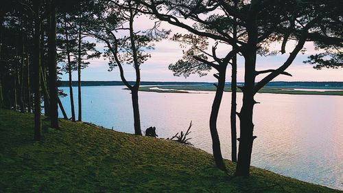 Trees on lakeshore against sky