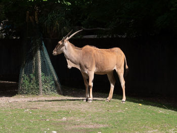 Horse standing in a field