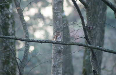 Pygmy owl on a branch of a tree